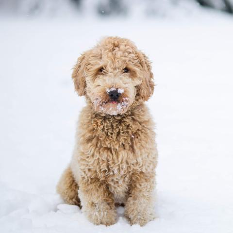 Snow Pup